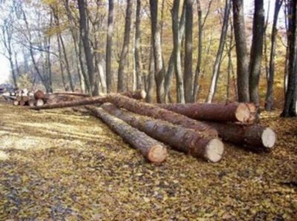 Amenzi pentru taieri ilegale de paduri, in luna iulie
