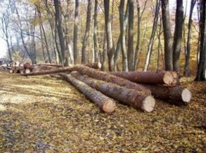 Amenzi pentru taieri ilegale de paduri, in luna iulie
