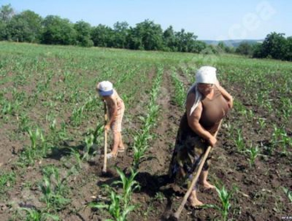 AGROSTAR sustine combaterea muncii la negru si imbunatatirea conditiilor de munca pentru angajatii din sectorul agricol