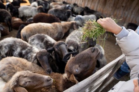 Seful ANSVSA: Tragurile de animale nu se pot deschide