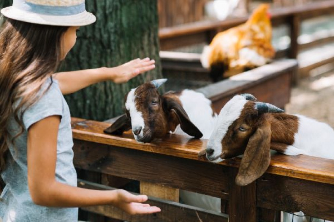 ANSVSA: Targurile de animale nu se deschid