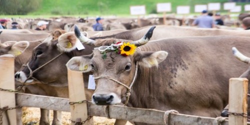 Se redeschid targurile de animale? Raspunsul ANSVSA
