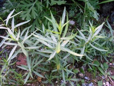 Recomandari pentru cultivarea tarhonului