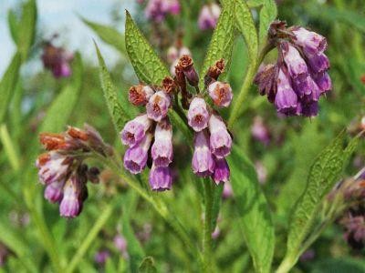 Tataneasa, eficienta in tratarea reumatismului si ulcerului