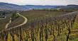 Fermierii care activeaza in sectorul vitivinicol sunt obligati sa plateasca o noua taxa