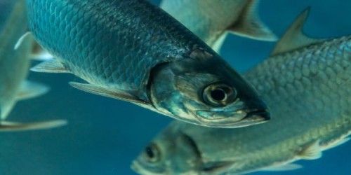 Cresterea pestilor in sistem recirculat