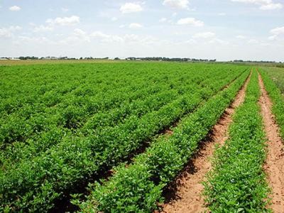 Studiu privind comasarea terenurilor agricole