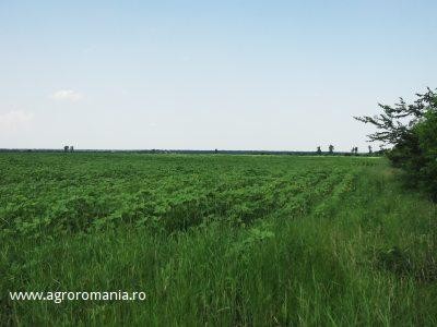 Atentie de unde si de la cine cumparati terenuri agricole