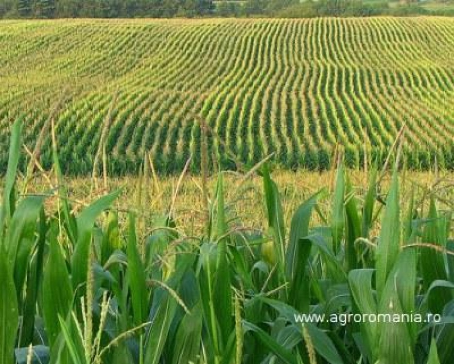 Pretul terenurilor agricole, un nou maxim prognozat pentru 2012