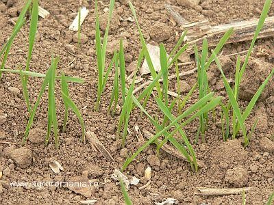 Terenuri agricole Olt: Cum se prezinta suprafata cultivata la aceasta data