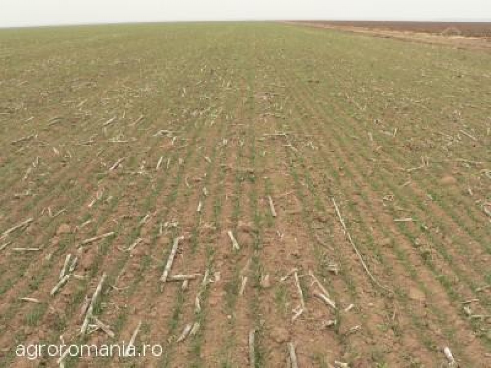 Cine va avea drept de preemtiune la cumpararea terenurilor agricole: arendasul, vecinul, tanarul fermier si statul roman