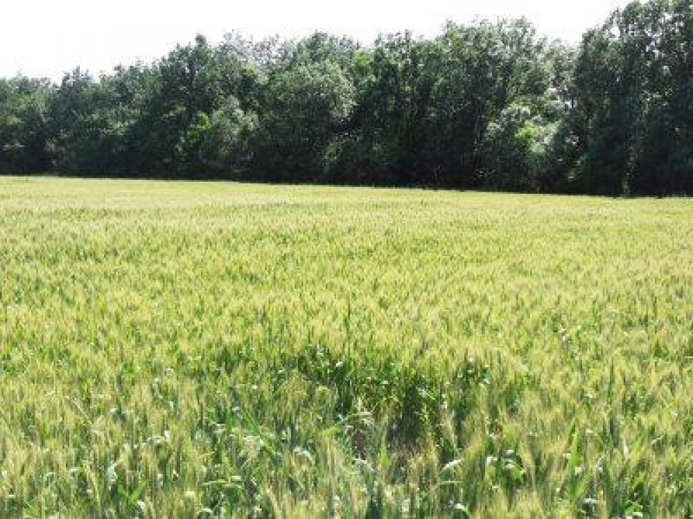 Nemtenii isi cer in continuare pamantul, judetul nu mai are de unde sa il dea