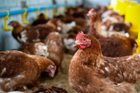 Termen limita la APIA pentru crescatorii de animale