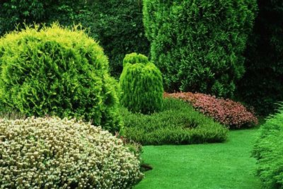 Specii si varietati de thuja