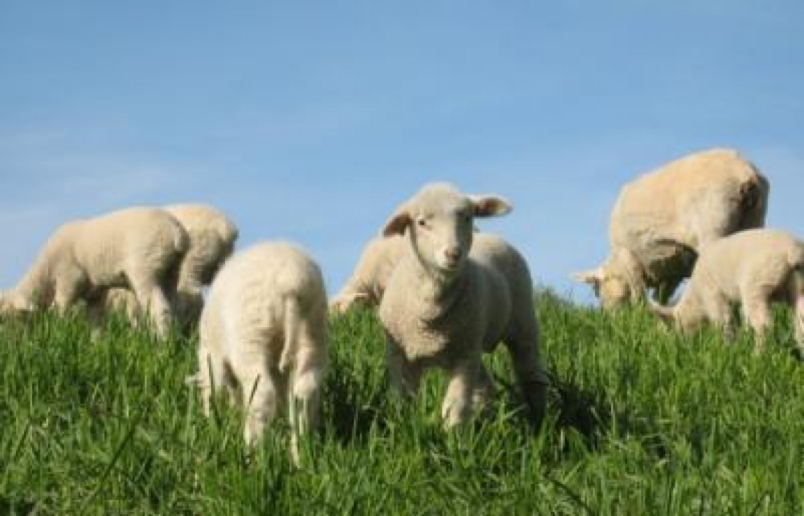 Judetul Timis va exporta 150.000 de miei in aceasta perioada