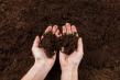 Tipuri de sol: Invata sa recunosti solul dupa plantele care cresc pe el