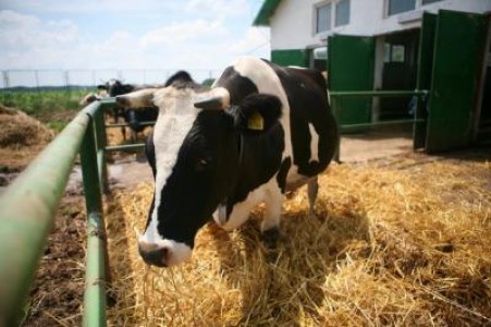 Un investitor a platit peste un milion de euro pentru ferma Tnuva de la Adunatii Copaceni