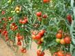 Peste 9.500 de fermieri au primit sprijin in cadrul programului pentru tomate