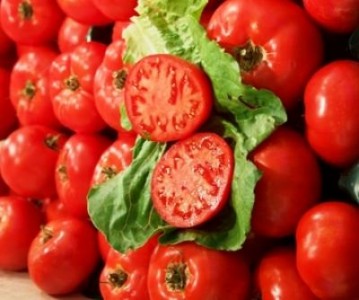 Tehnologia productiei de camp la tomate