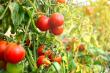 5 aspecte de care sa tii cont pentru infiintarea culturii de tomate primavara