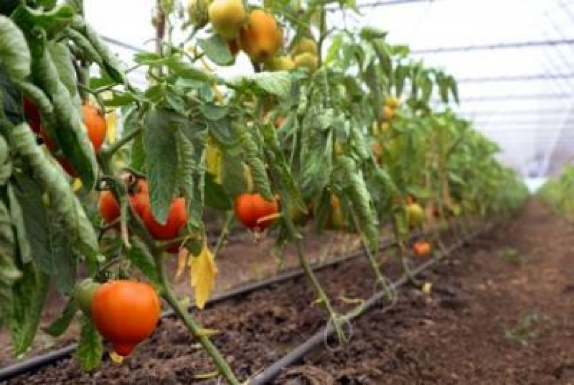 Programul pentru tomate a atras in special tinerii fermieri