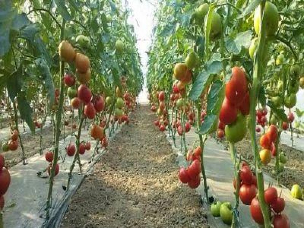 Programul pentru sustinerea producatorilor de tomate, prelungit pana la jumatatea lunii viitoare