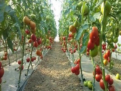 Programul pentru sustinerea producatorilor de tomate, prelungit pana la jumatatea lunii viitoare