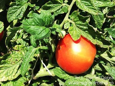 Peste o mie de hectare cultivate cu rosii, eligibile pentru SUBVENTIA de 740 euro/ha