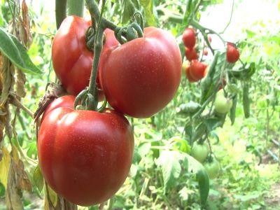 Cultivatorii de tomate mai au la dispozitie mai putin de o saptamana sa depuna cererile pentru ajutorul de minimis
