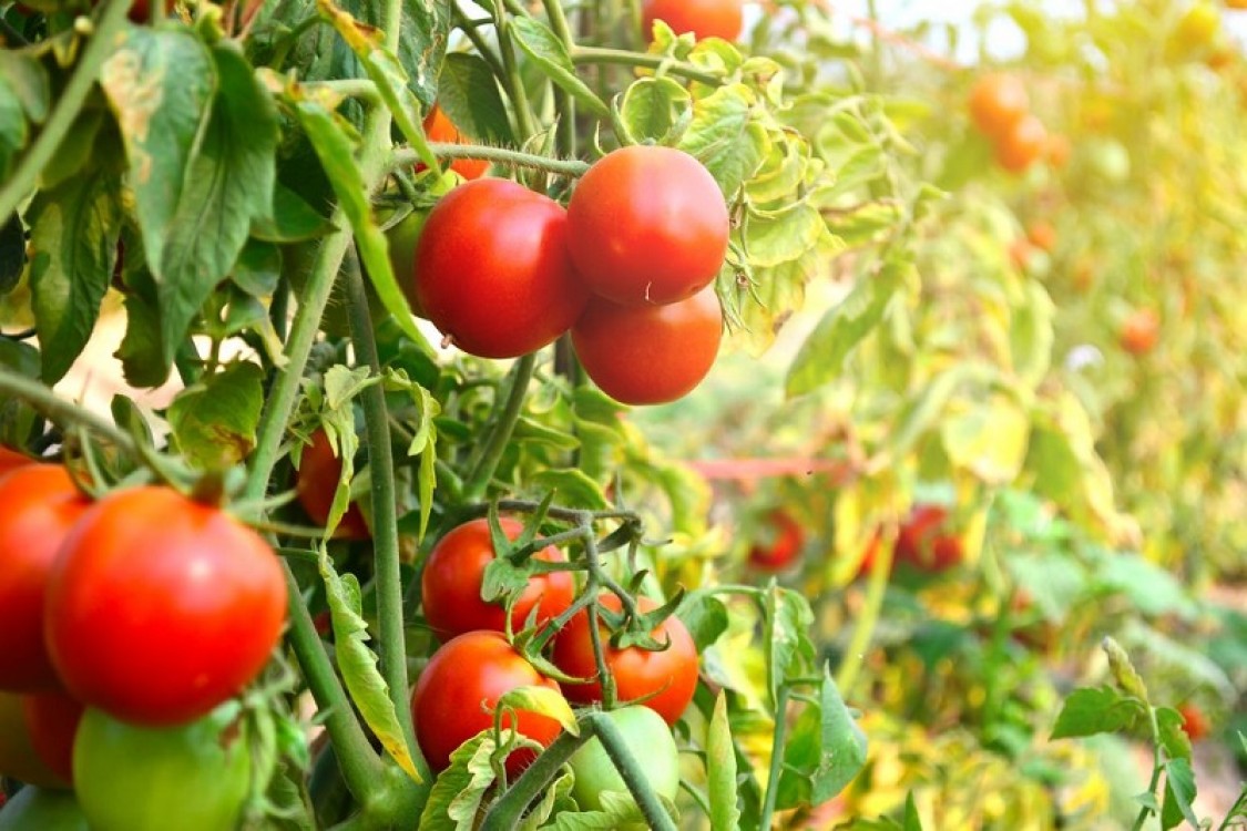 Cultura tomatelor in solarii si rasadnite (video)