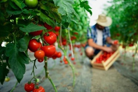 Rosiile romanesti se vand cu 50 de lei kilogramul in piete.
