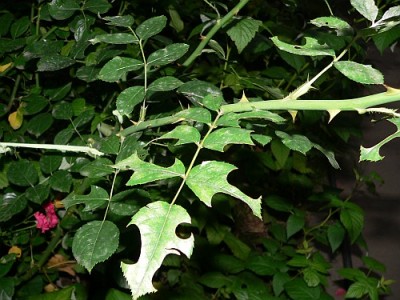 Trandafirii mei par mâncaţi. Frunzele sunt decupate pe margine!