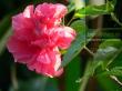 Cum se ingrijeste trandafirul chinezesc (Hibiscus rosa-sinensis) in sapte pasi simpli