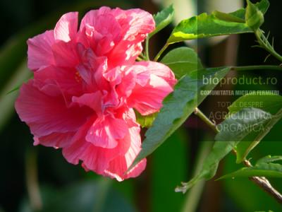 cum-se-ingrijeste-trandafirul-chinezesc-hibiscus-rosa-sinensis-in-sapte-pasi-simpli