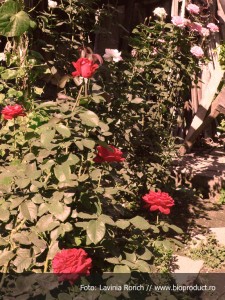 Fertilizarea trandafirilor prin metode ecologice: compost, gunoi de pasari sau de grajd