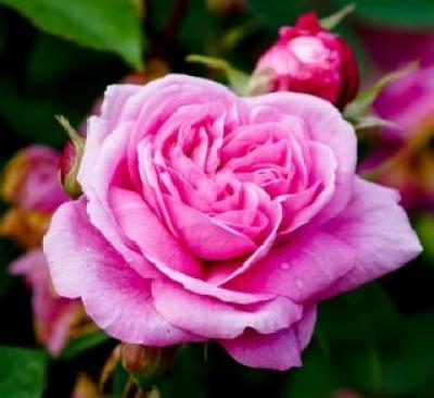 trandafirul-de-dulceata