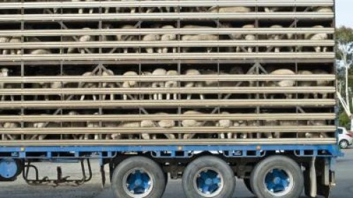 Lege pentru bunastarea animalelor vii in timpul transportului in afara UE