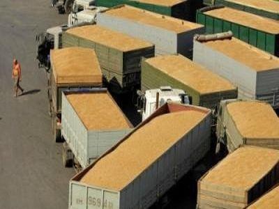 Egiptul a cumparat grau romanesc de 15,5 milioane de dolari
