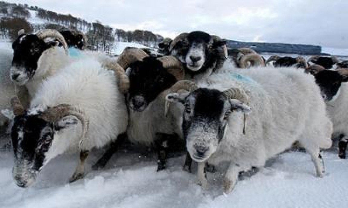 Recomandarile ANSVSA pentru crescatorii de animale