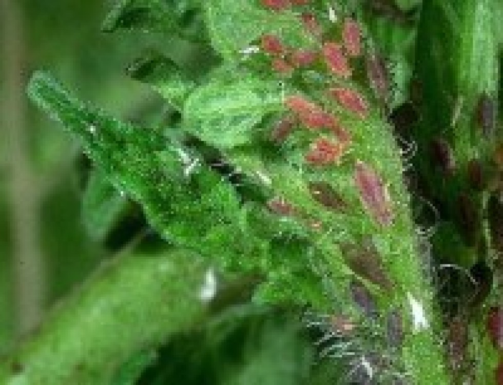 Combaterea afidelor la tomate. Tratamente in legumicultura clasica vs tratamente in agricultura ecologica