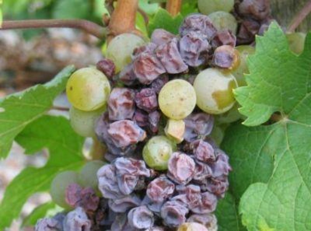 Specialistii Unitatii Fitosanitare Mures recomanda efectuarea tratamentelor la vita de vie