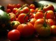 Combaterea bolilor si daunatorilor la tomate
