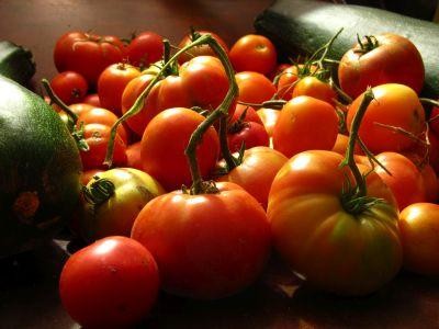 Combaterea bolilor si daunatorilor la tomate