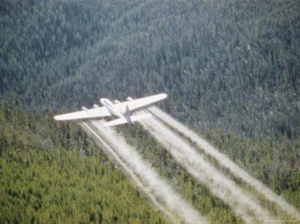 Directia Silvica Satu-Mare efectueaza tratamente cu insecticid