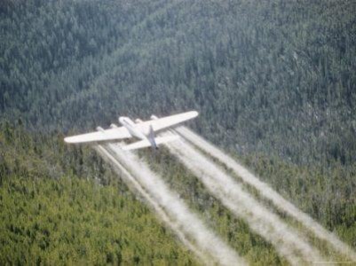 Directia Silvica Satu-Mare efectueaza tratamente cu insecticid