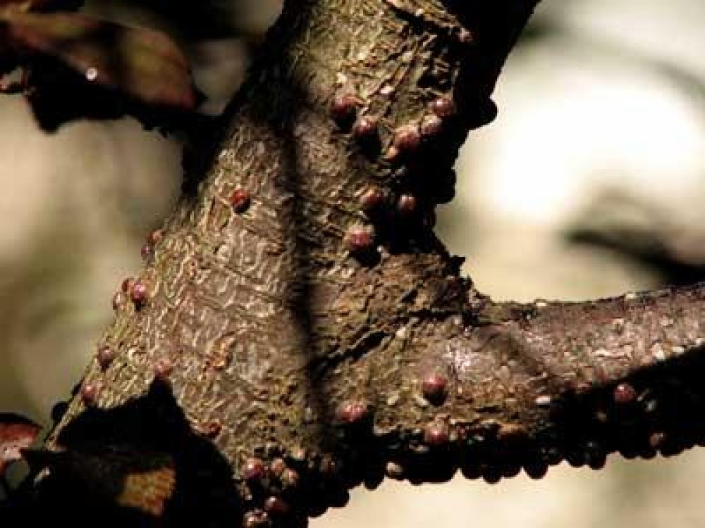 Tratamente la pomii fructiferi din speciile samburoase in perioada vara - toamna