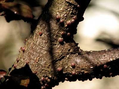 Tratamente la pomii fructiferi din speciile samburoase in perioada vara - toamna