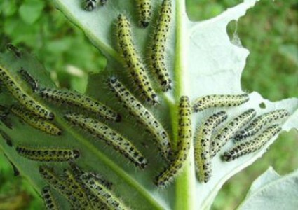 Tratamente cu insecticide in luna septembrie la varza de toamna impotriva daunatorilor
