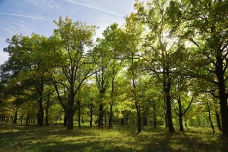 ASFOR: Sectorul forestier predictibil are nevoie de finantare
