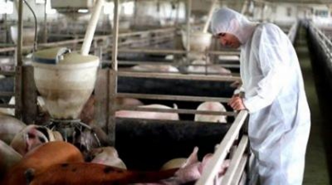 In prag de sarbatori, se inmultesc cazurile de trichineloza la porci